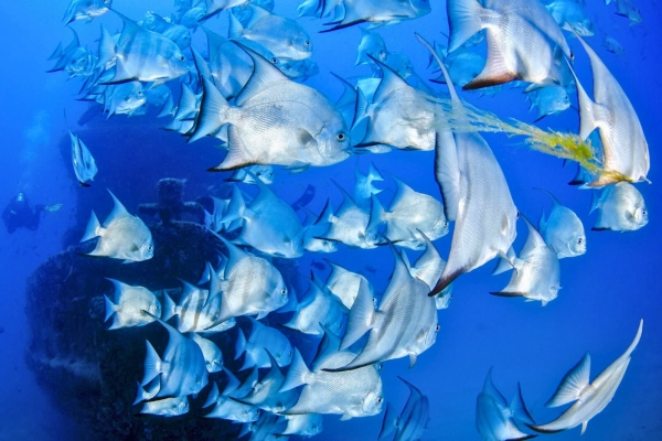 Diving Center